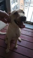 Found/Stray Female Dog last seen Malvern at Beauty school, Garland County, AR 71901