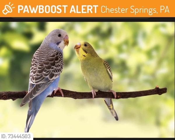 Found/Stray Unknown Bird last seen Off Byers Road, Chester Springs, PA 19425
