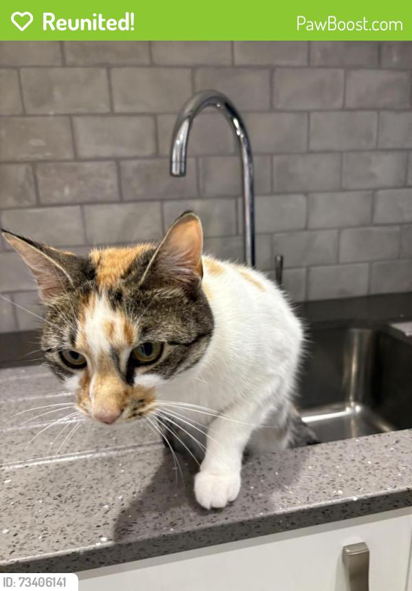 Reunited Female Cat last seen Palmers est grays Essex, Thurrock, England RM17 5QU