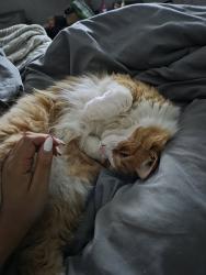 Reunited Male Cat last seen Sheetz on greenvillage, Chambersburg, PA 17202