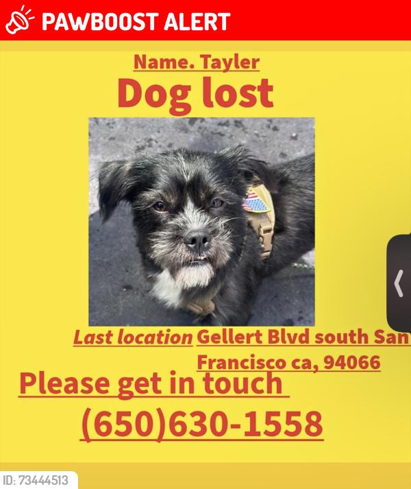 Lost Male Dog last seen Gellert Blvd south San Francisco ca, 94066, South San Francisco, CA 94080