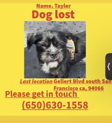 Lost Male Dog last seen Gellert Blvd south San Francisco ca, 94066, South San Francisco, CA 94080