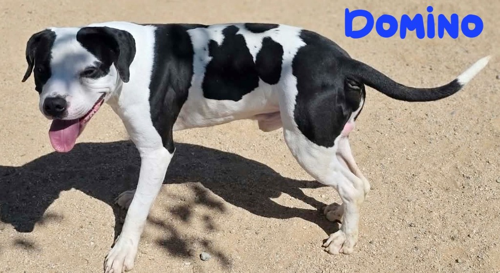 Shelter Stray Male Dog last seen , 5000 Lindbergh Blvd, California City, CA 93505, USA