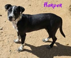 Shelter Stray Female Dog last seen , 5000 Lindbergh Blvd, California City, CA 93505, USA
