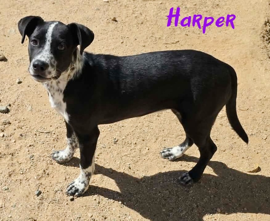 Shelter Stray Female Dog last seen , 5000 Lindbergh Blvd, California City, CA 93505, USA