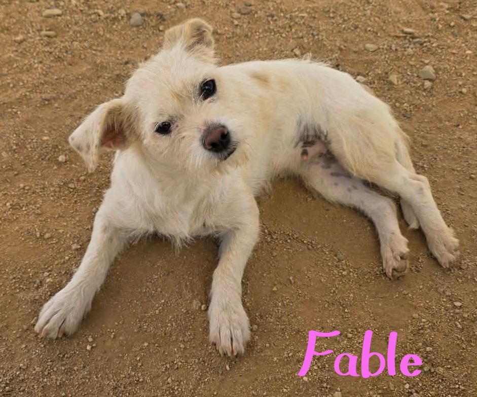 Shelter Stray Female Dog last seen , 5000 Lindbergh Blvd, California City, CA 93505, USA