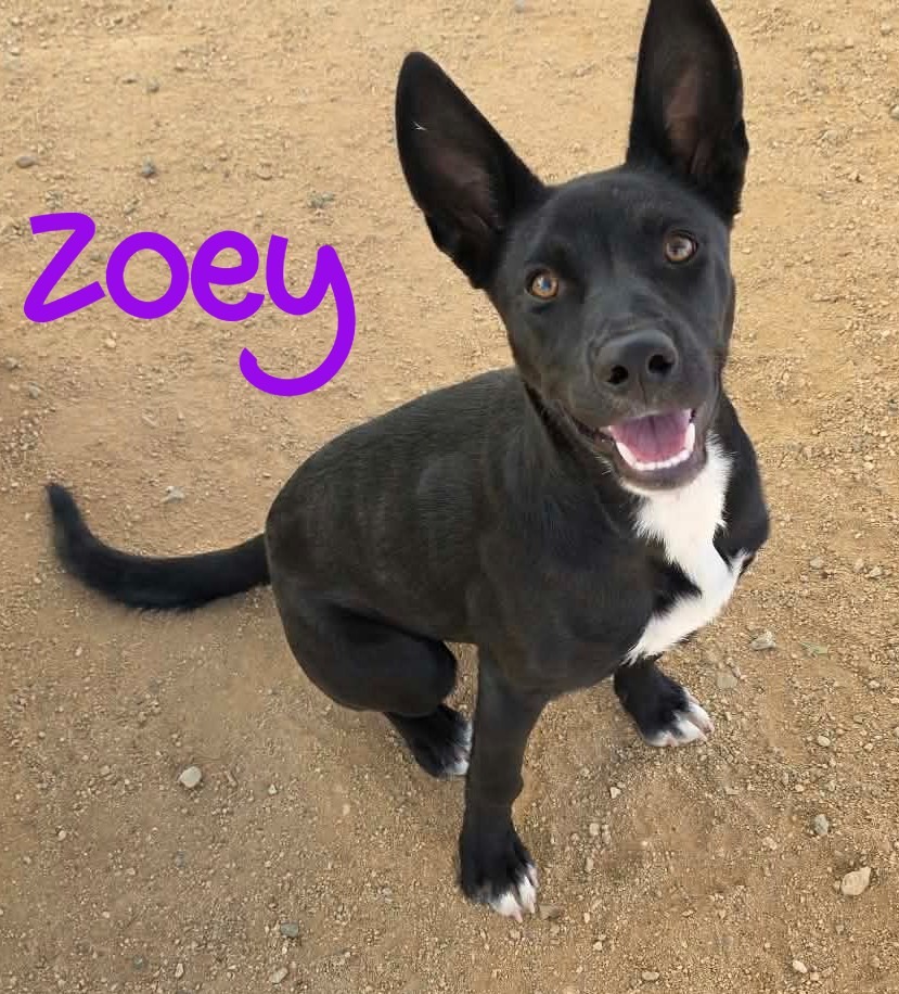 Shelter Stray Female Dog last seen , 5000 Lindbergh Blvd, California City, CA 93505, USA