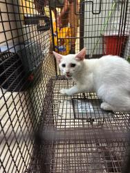 Shelter Stray Male Cat last seen Bexar County, 3353 Morningside Dr, New Braunfels, TX 78132, USA