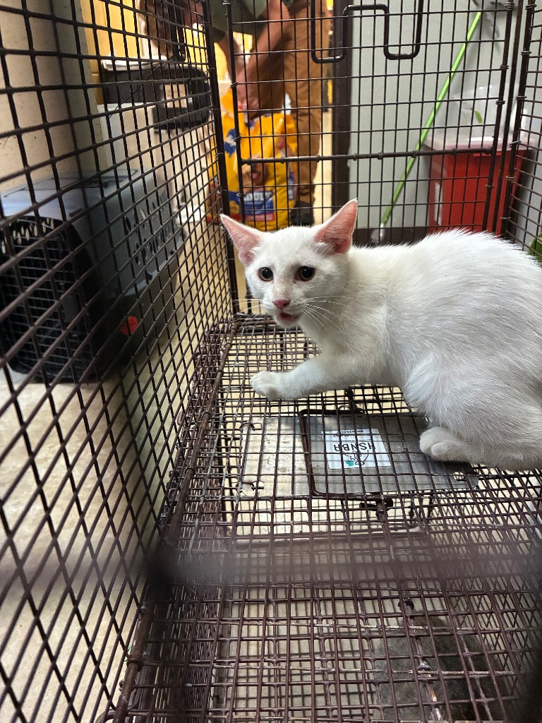 Shelter Stray Male Cat last seen Bexar County, 3353 Morningside Dr, New Braunfels, TX 78132, USA