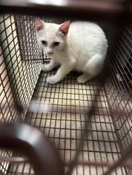 Shelter Stray Male Cat last seen Bexar County, 3353 Morningside Dr, New Braunfels, TX 78132, USA