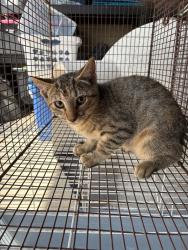 Shelter Stray Female Cat last seen Bexar County, 3353 Morningside Dr, New Braunfels, TX 78132, USA