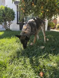Reunited Female Dog last seen Tumbleweed and San Juan, Sacramento, CA 95834