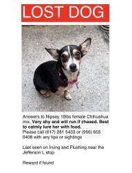 Reunited Female Dog last seen Flushing ave and Wyckoff ave, Brooklyn, NY 11237