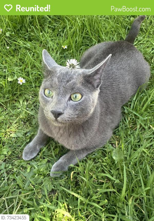 Reunited Male Cat last seen Summerfield Road, Hertfordshire, England WD25 0EY