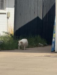 Found/Stray Unknown Dog last seen Broadway and hobson, Mesa, AZ 85204