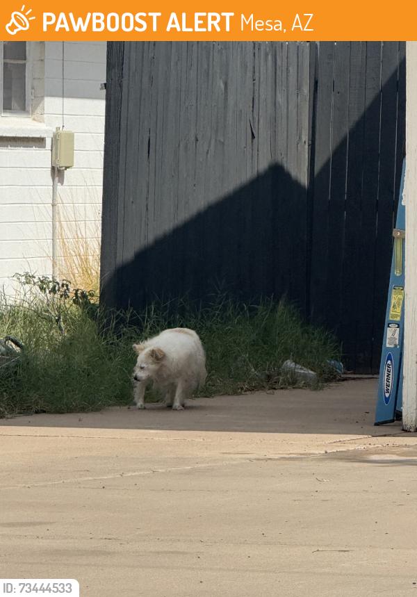 Found/Stray Unknown Dog last seen Broadway and hobson, Mesa, AZ 85204
