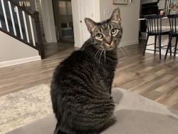 Lost Male Cat last seen 65th street Inver Grove Heights, Inver Grove Heights, MN 55077