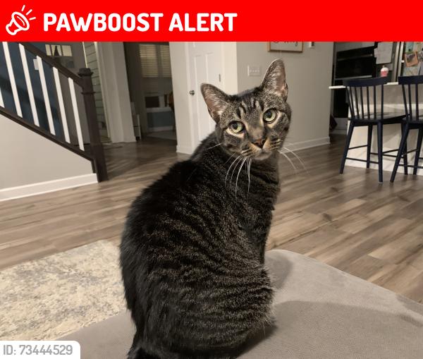 Lost Male Cat last seen 65th street Inver Grove Heights, Inver Grove Heights, MN 55077