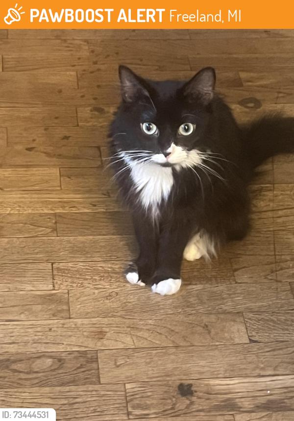 Found/Stray Female Cat last seen Near Pats grocery store, Freeland, MI 48623