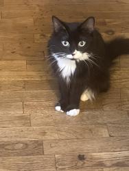Found/Stray Female Cat last seen Near Pats grocery store, Freeland, MI 48623