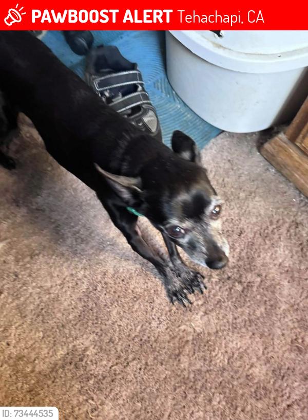 Lost Male Dog last seen Copper and Golden Star, Tehachapi, CA 93561