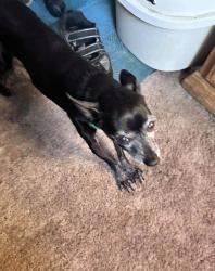 Lost Male Dog last seen Copper and Golden Star, Tehachapi, CA 93561