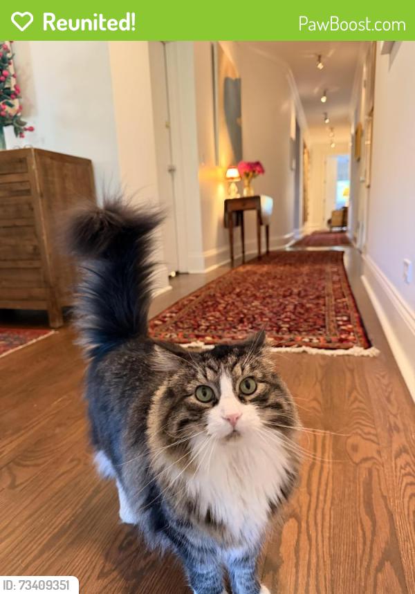 Reunited Male Cat last seen Hurlbut and Martin, Cambridge, MA 02138
