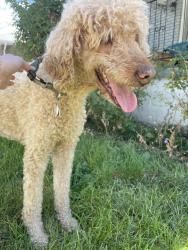 Found/Stray Female Dog last seen Near liberty park, Salt Lake City, UT 84114