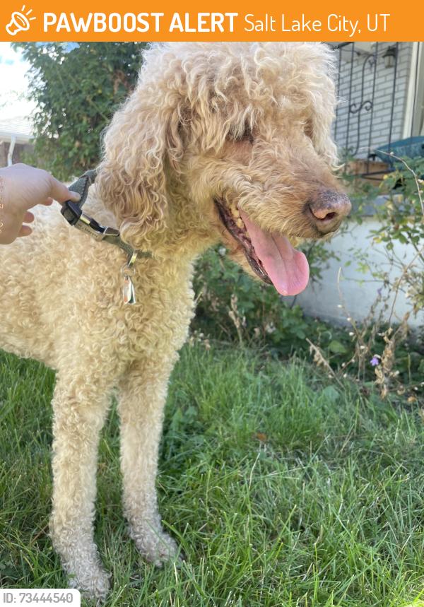 Found/Stray Female Dog last seen Near liberty park, Salt Lake City, UT 84114