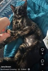 Reunited Female Cat last seen Laurel Grove & Wilder, San Antonio, TX 78250