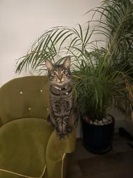 Reunited Female Cat last seen Quicks Road and Hardy Road, Greater London, England SW19 1HY