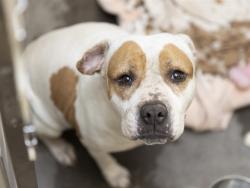 Shelter Stray Female Dog last seen Near BLOCK W. MONTE VISTA RD., 5501 E Van Buren St, Phoenix, AZ 85008, USA