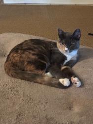 Lost Female Cat last seen Near Kindred Ct and No Way, Chico, CA 95928