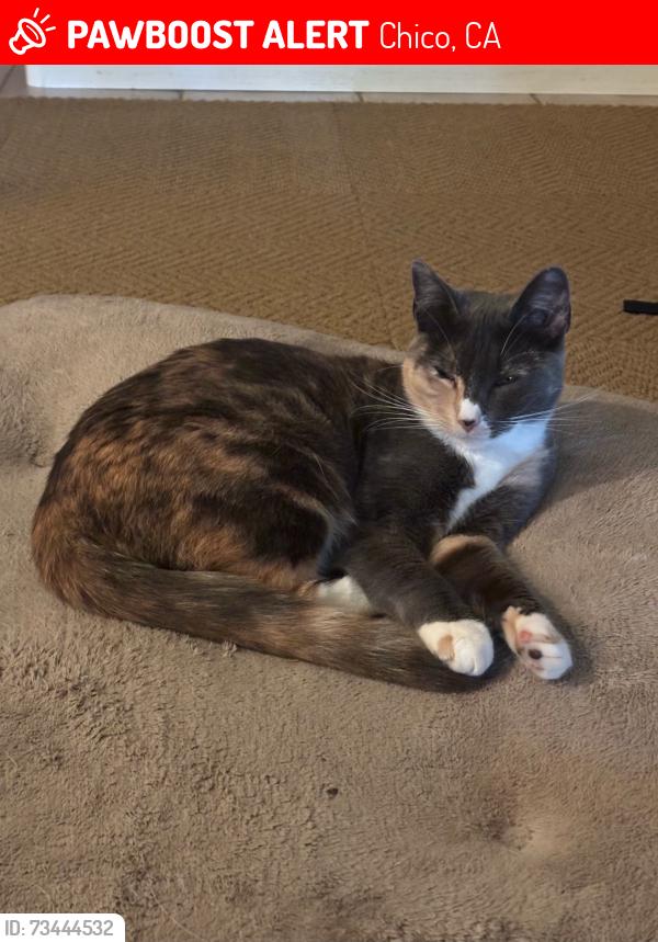 Lost Female Cat last seen Near Kindred Ct and No Way, Chico, CA 95928