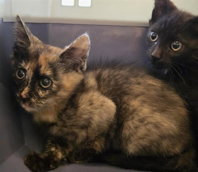 Shelter Stray Female Cat last seen Near BLOCK W 3825, 4522 W 3500 S, West Valley City, UT 84120, USA