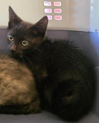 Shelter Stray Unknown Cat last seen Near BLOCK W 3825, 4522 W 3500 S, West Valley City, UT 84120, USA