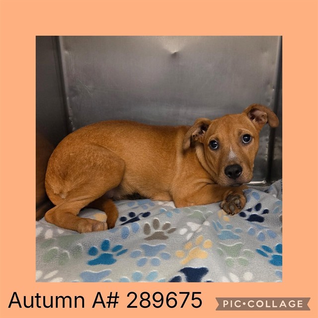 Shelter Stray Female Dog last seen VILLA AVE, 4214 Fulton Mill Rd, Macon, GA 31216, USA
