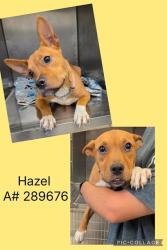 Shelter Stray Female Dog last seen VILLA AVE, 4214 Fulton Mill Rd, Macon, GA 31216, USA