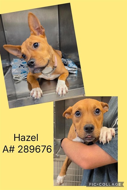 Shelter Stray Female Dog last seen VILLA AVE, 4214 Fulton Mill Rd, Macon, GA 31216, USA
