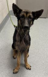 Shelter Stray Female Dog last seen Near, 5001 E Raymond St, Indianapolis, IN 46203, USA