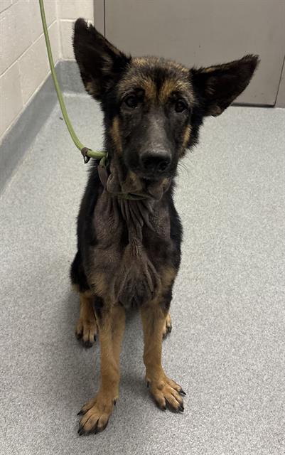 Shelter Stray Female Dog last seen Near, 5001 E Raymond St, Indianapolis, IN 46203, USA
