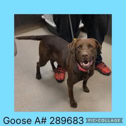 Shelter Stray Male Dog last seen HOUSTON RD, 4214 Fulton Mill Rd, Macon, GA 31216, USA