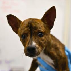 Shelter Stray Female Dog last seen Near BLOCK N FRIO, 4710 TX-151, San Antonio, TX 78227, USA