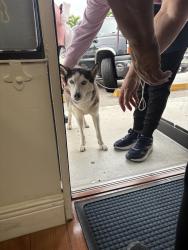 Found/Stray Female Dog last seen Vicky Bakery, Hialeah, FL 33013