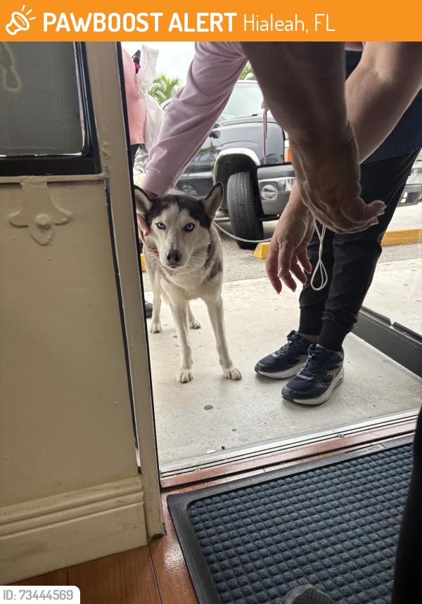 Found/Stray Female Dog last seen Vicky Bakery, Hialeah, FL 33013