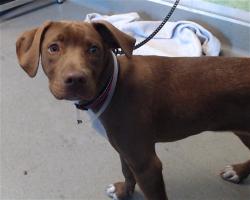 Shelter Stray Male Dog last seen NATOMA@RUSS, 1419 Bryant St, San Francisco, CA 94103, USA