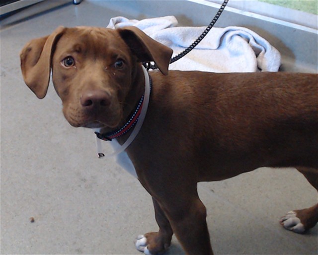 Shelter Stray Male Dog last seen NATOMA@RUSS, 1419 Bryant St, San Francisco, CA 94103, USA