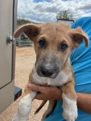 Shelter Stray Male Dog last seen HARRINGTON AVE AND WILLIAMS ST, 2500 S 27th Ave, Phoenix, AZ 85009, USA