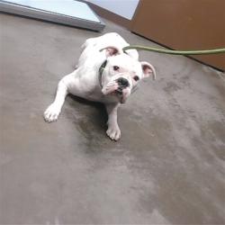 Shelter Stray Female Dog last seen 72ND DR AND CAMELBACK RD, 2500 S 27th Ave, Phoenix, AZ 85009, USA