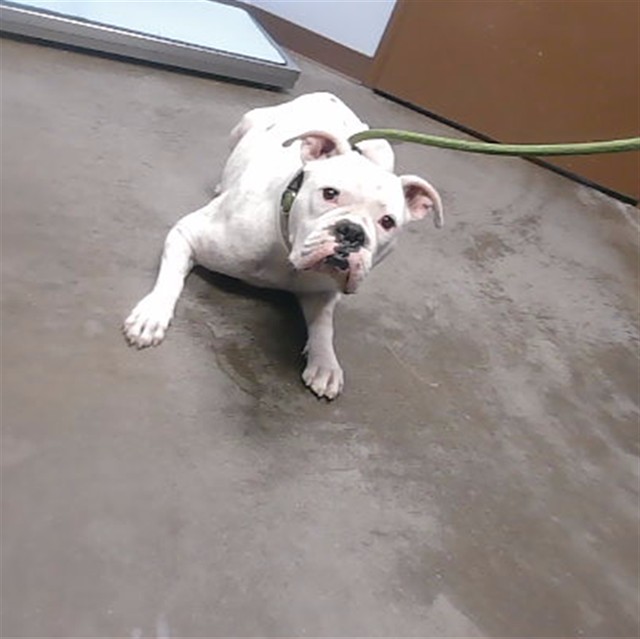 Shelter Stray Female Dog last seen 72ND DR AND CAMELBACK RD, 2500 S 27th Ave, Phoenix, AZ 85009, USA